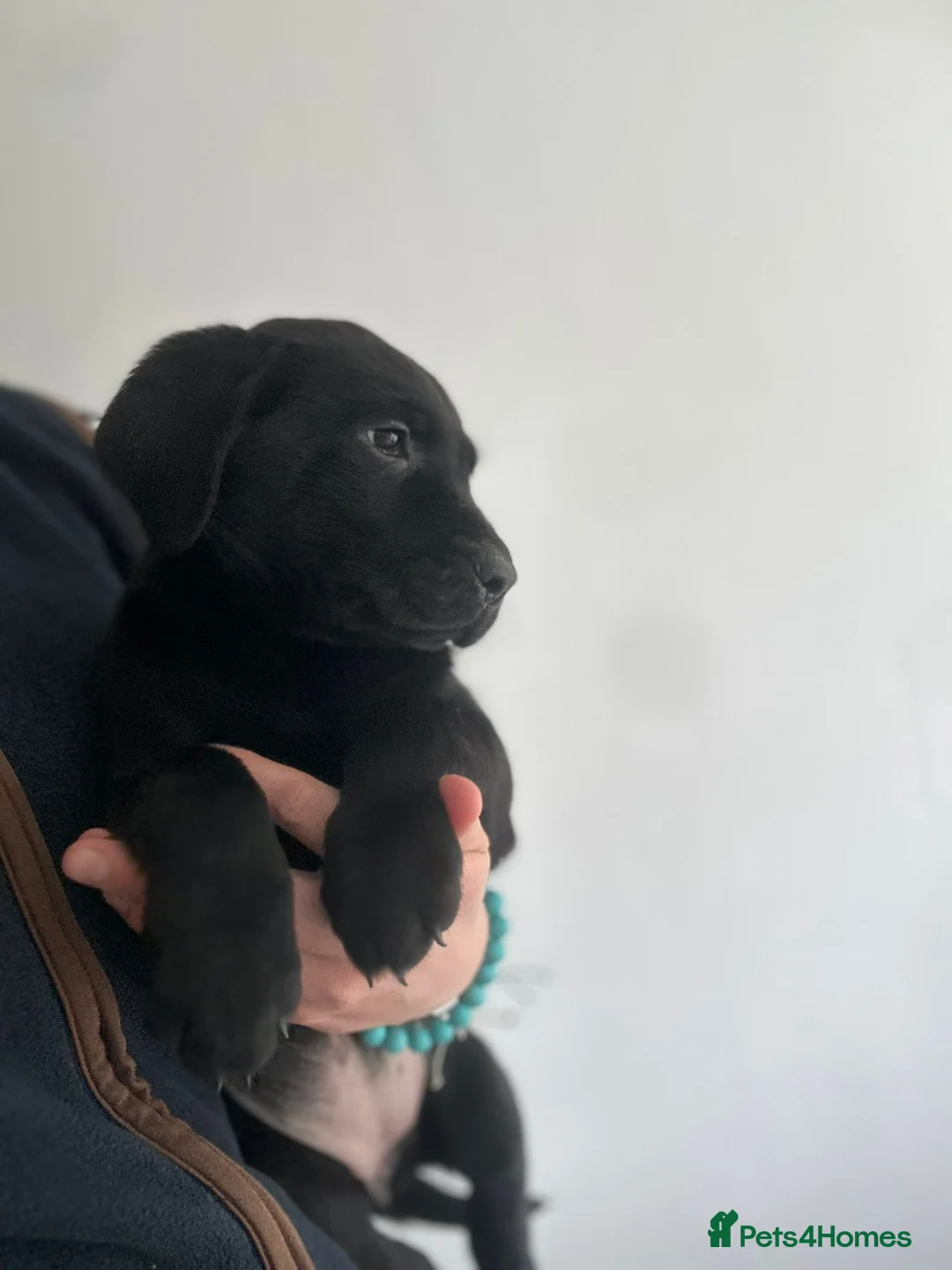 Labrador Retriever dogs for sale: Beautiful Puppies Raised in Our Family Home - Advert 3