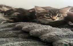 Mixed Breed cats for sale: 3 Healthy, Playful Kittens  - Image 36