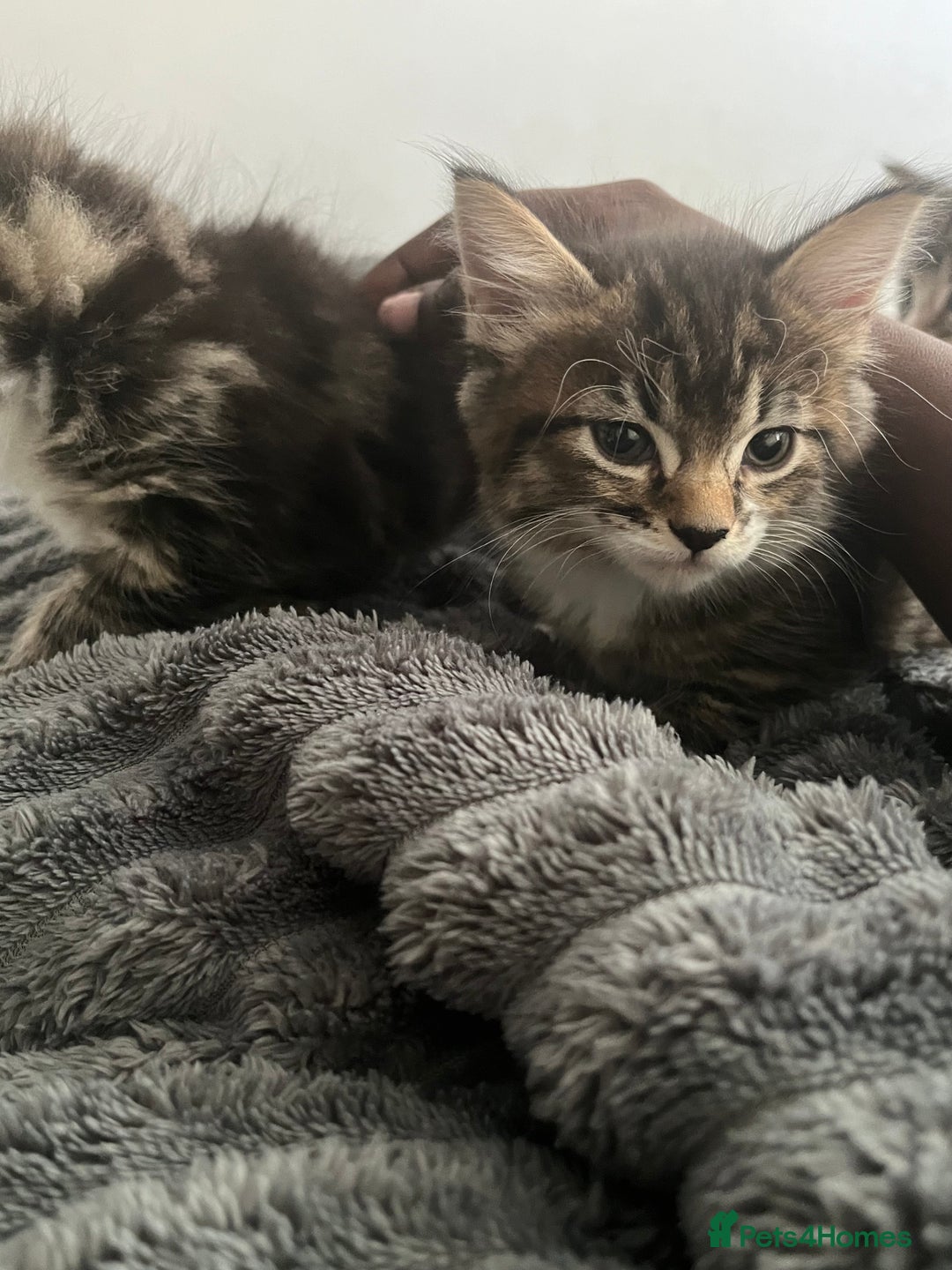 Mixed Breed cats for sale: 3 Healthy, Playful Kittens  - Image 36