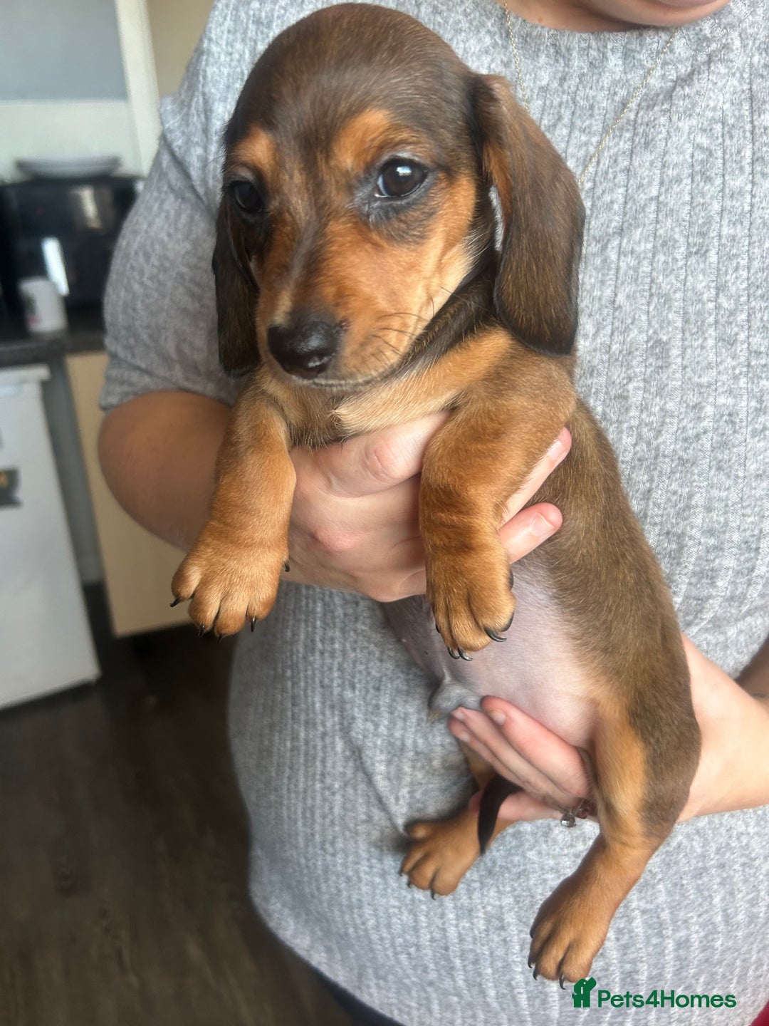 Miniature Dachshund dogs for sale: Miniature dachshund - Advert 26