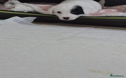 Jack Russell dogs for sale: 1 Beautiful boy Jack Russell puppy left for sale - Image 14