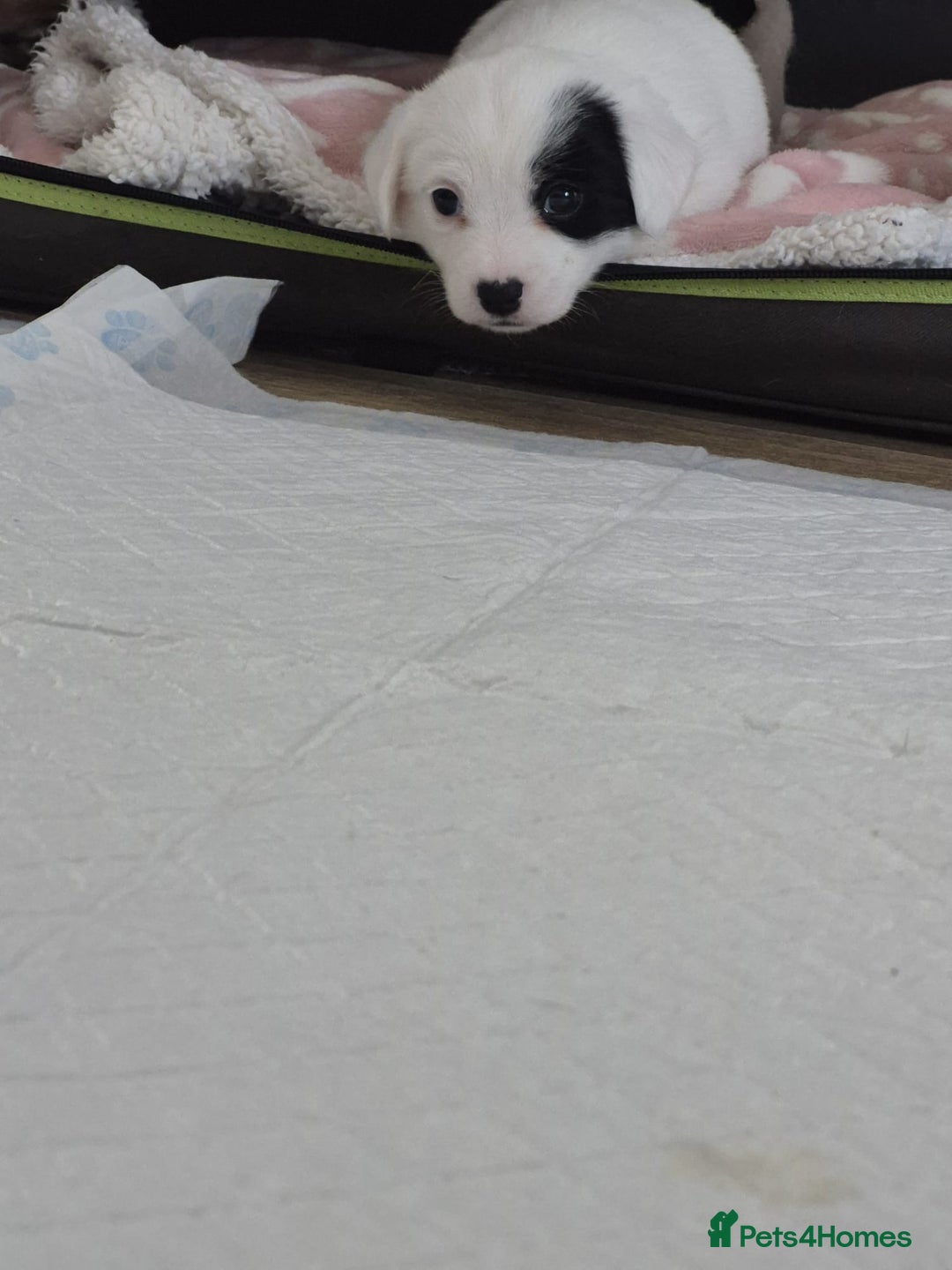 Jack Russell dogs for sale: 1 Beautiful boy Jack Russell puppy left for sale - Image 14
