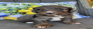 Cockapoo 2