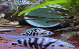 Cichlids fish for sale: Polar Blue Cichlids – Including Rare Long-Fin - Advert 7