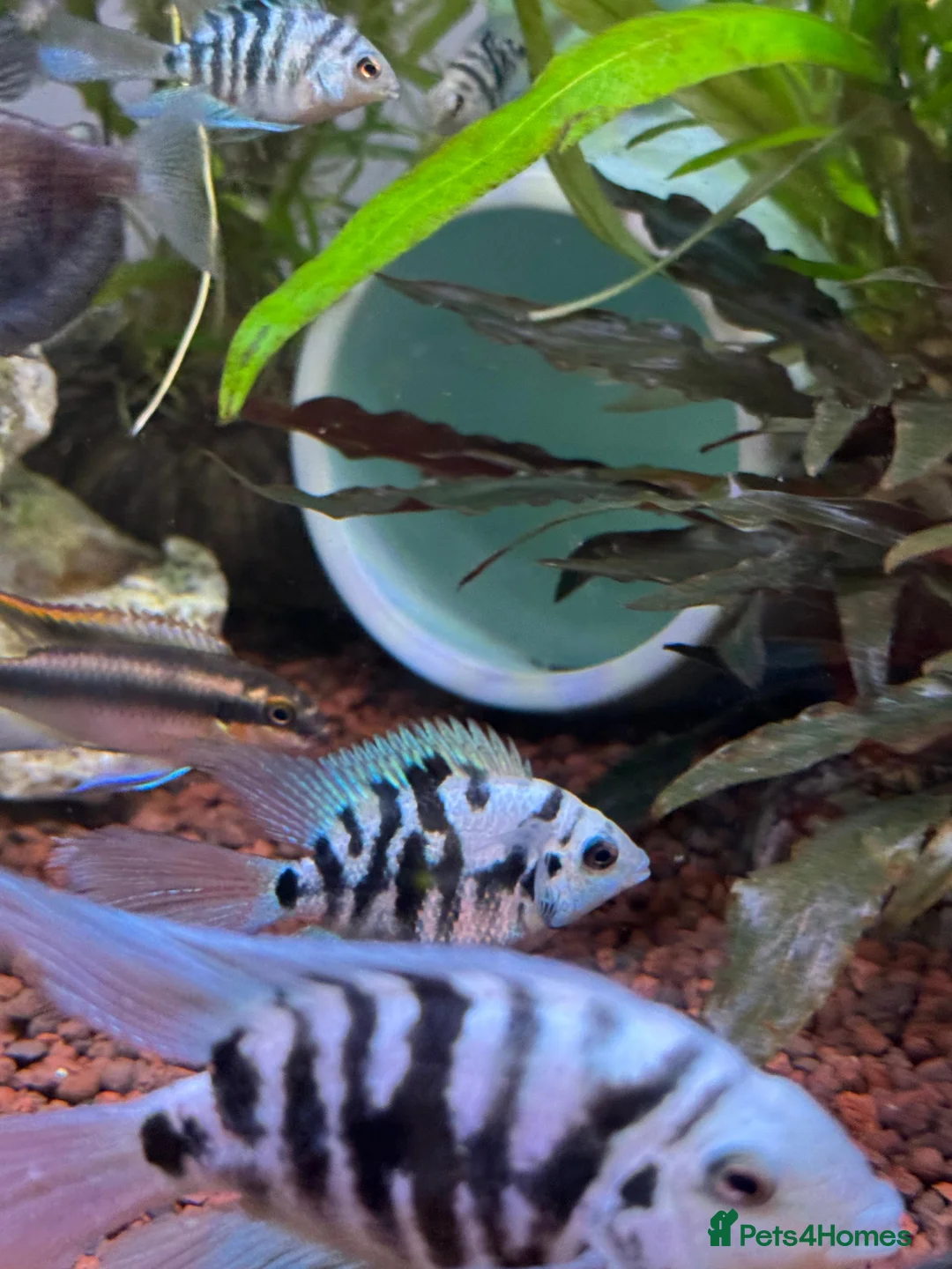 Cichlids fish for sale: Tropical Fish Blue Cichlids – Including Long-Fin - Advert 7