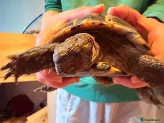 Tortoise reptiles male friendly tortoise - Advert 17