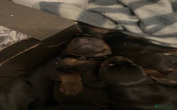 Dobermann dogs for sale: 9 KC Reg pedigree Doberman puppies - Image 3