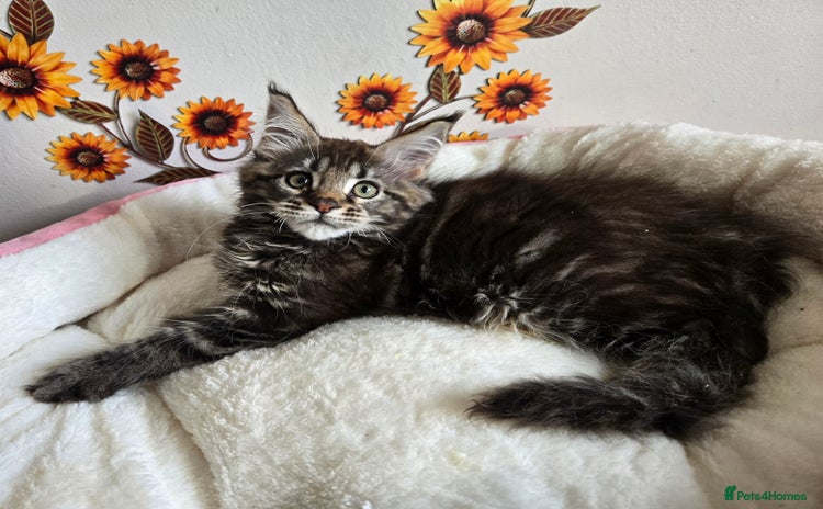 Maine Coon cats - Advert 9
