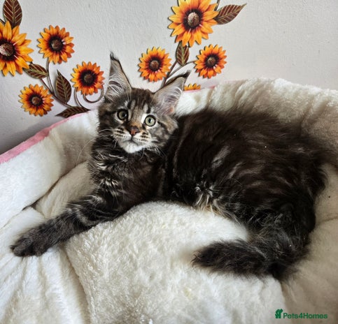 Maine Coon cats - Advert 5