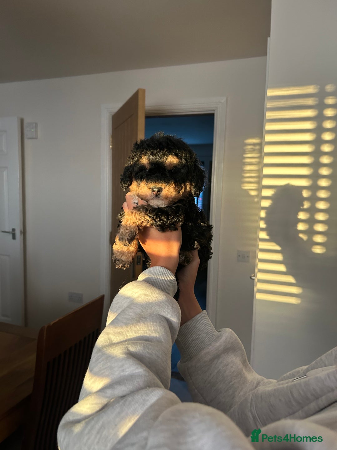 Toy Poodle dogs for sale: Beautiful phanotom toy poodle boys  - Advert 12