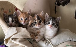 British Shorthair cats for sale: Farm Kittens - Image 2