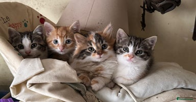 British Shorthair cats - Advert 5