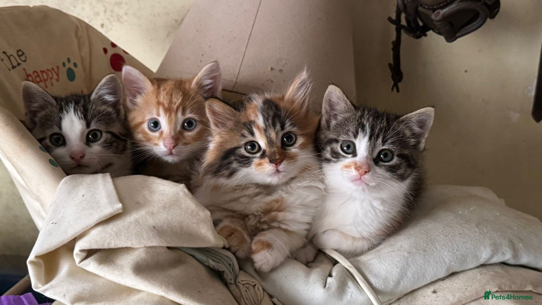 British Shorthair cats for sale: Farm Kittens - Image 2