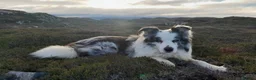 Border Collie dogs for stud: Beautiful Blue Merle looking to Stud him.   - Advert 3