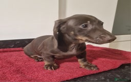 Dachshund dogs for sale: Miniture dachshund puppies  - Image 4