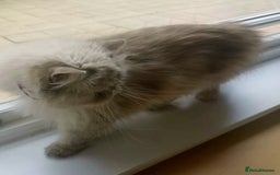Persian cats for sale: Pure Persian 11 month old girl available now - Image 6