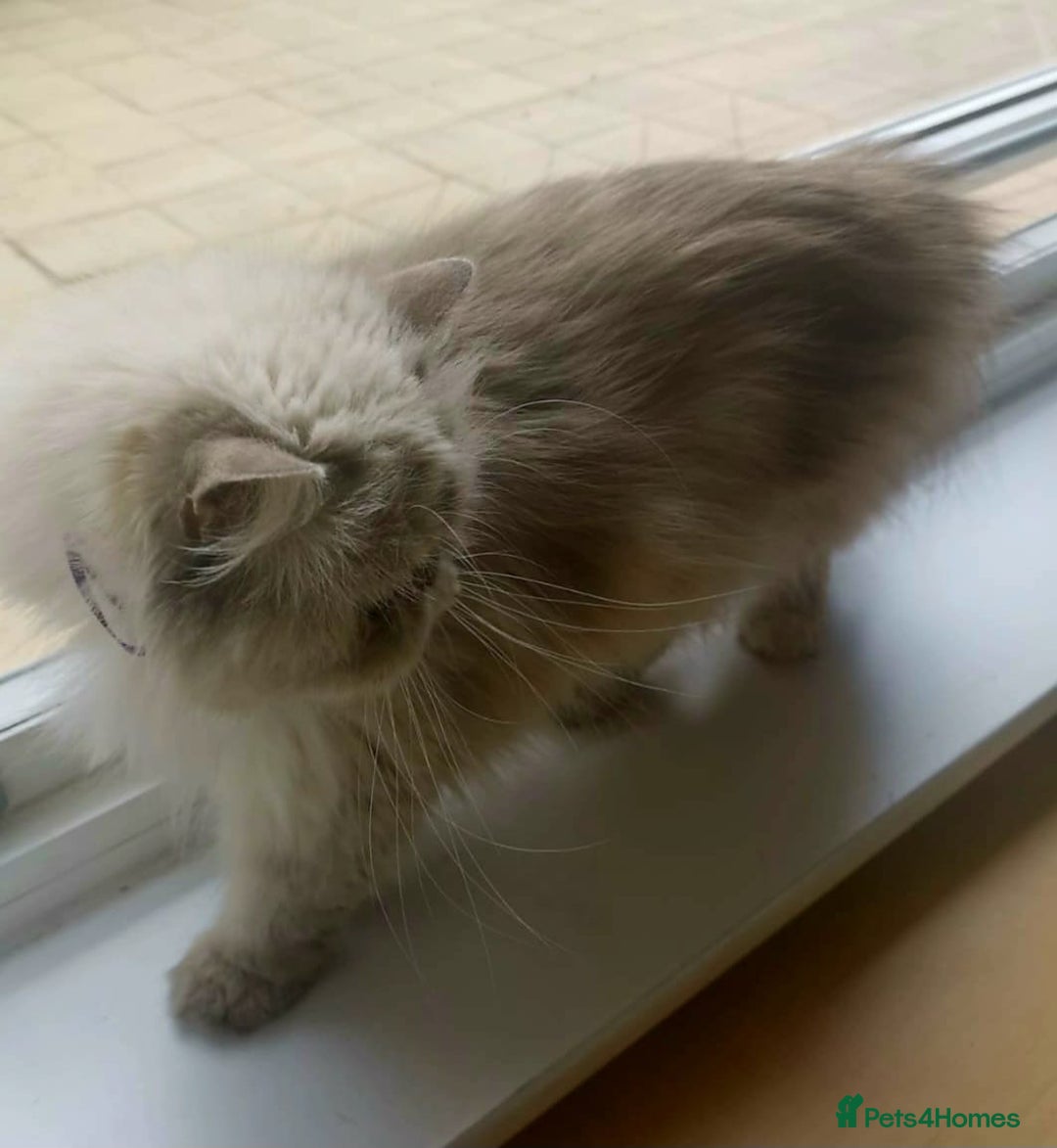 Persian cats for sale: Pure Persian 11 month old girl available now - Image 6