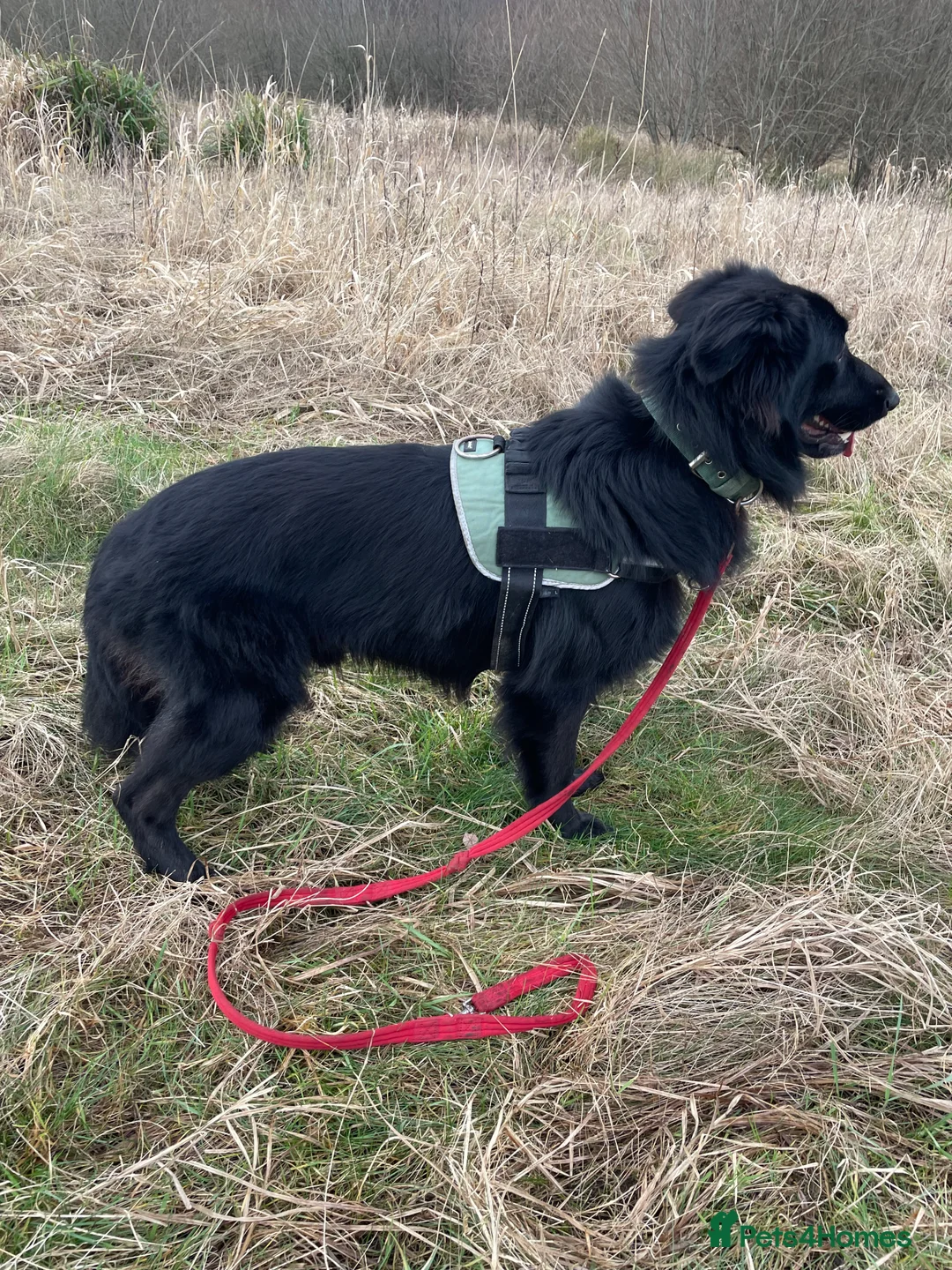 Mixed Breed dogs for sale: ⭐️💕 2 confident border collie x GSD girls 💕⭐️ - Advert 4