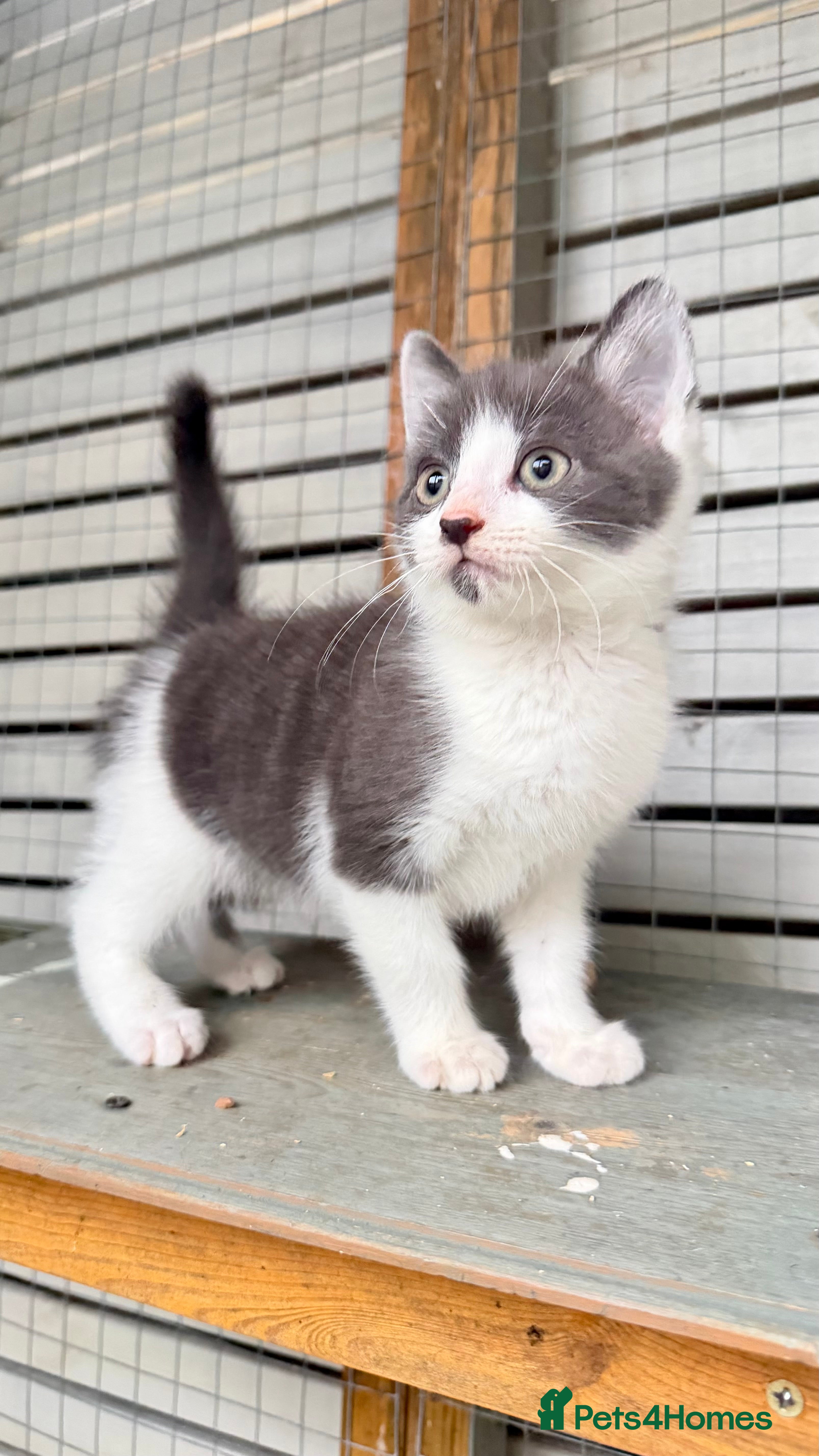 Mixed Breed cats Britishshort hair cross (last male) - Advert 7