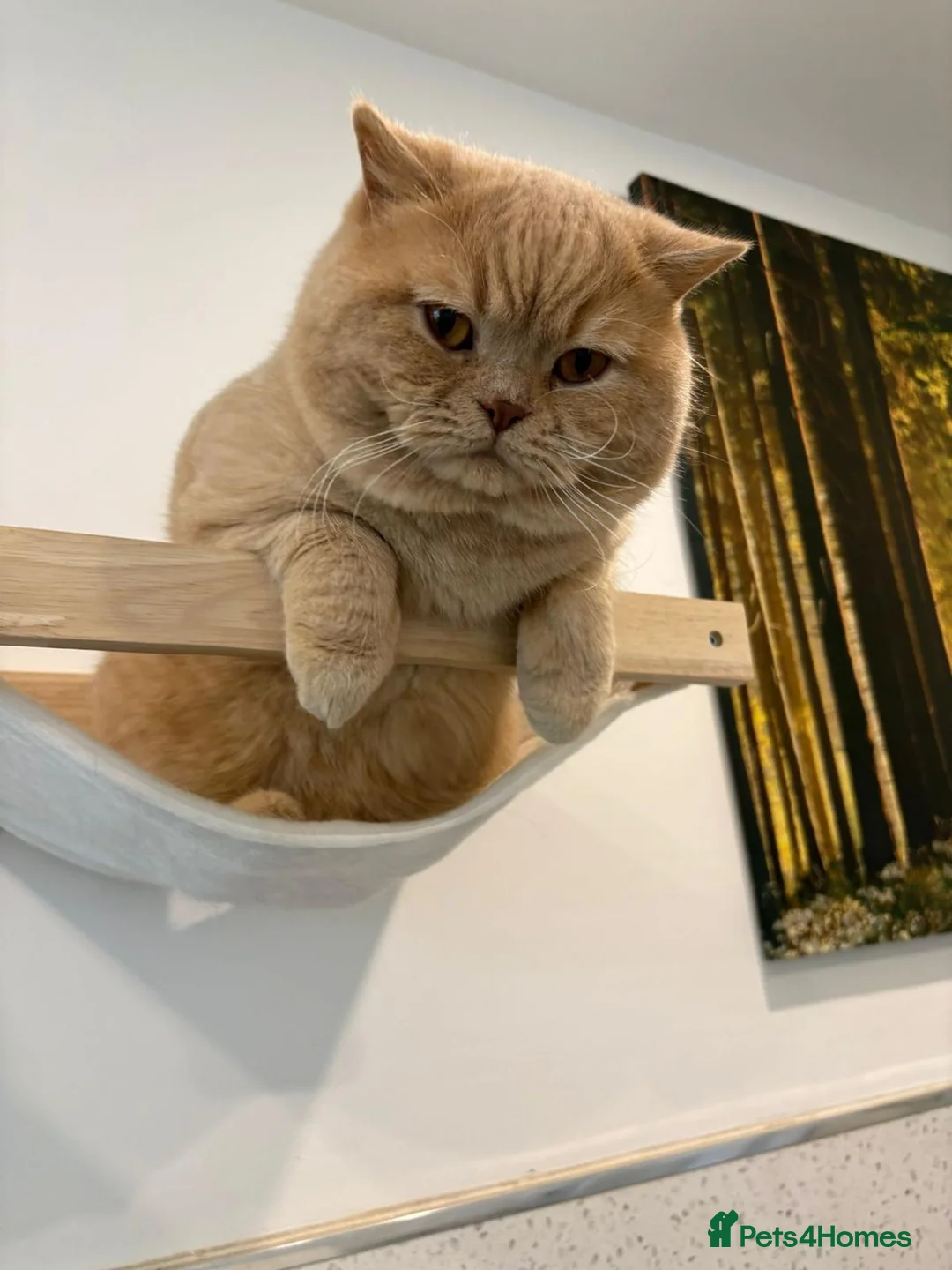 British Shorthair cats for stud: Gorgeous Cream British shorthair  - Advert 2