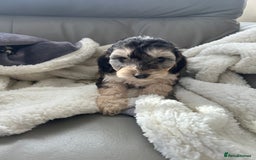 Cockapoo dogs for sale: Stunning coloured cockapoo pups - Image 1