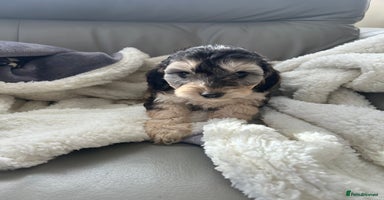 Cockapoo dogs - Advert 1