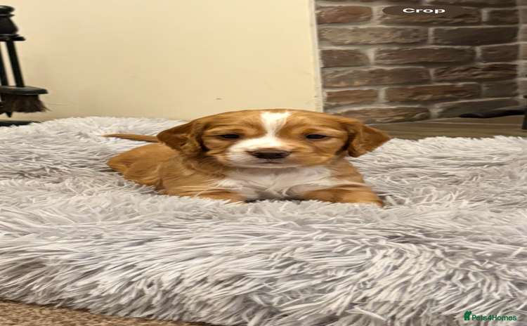 Cocker Spaniel dogs - Advert 16