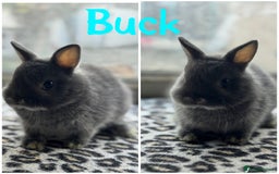 Netherland Dwarf rabbits for sale: Pure breed Netherlands dwarf male and female - Image 6