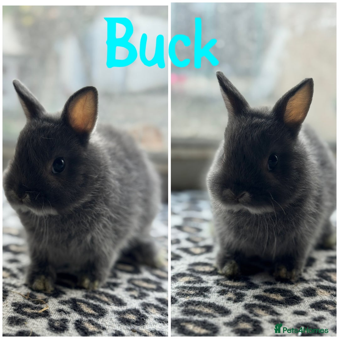 Netherland Dwarf rabbits for sale: Pure breed Netherlands dwarf male and female - Image 6