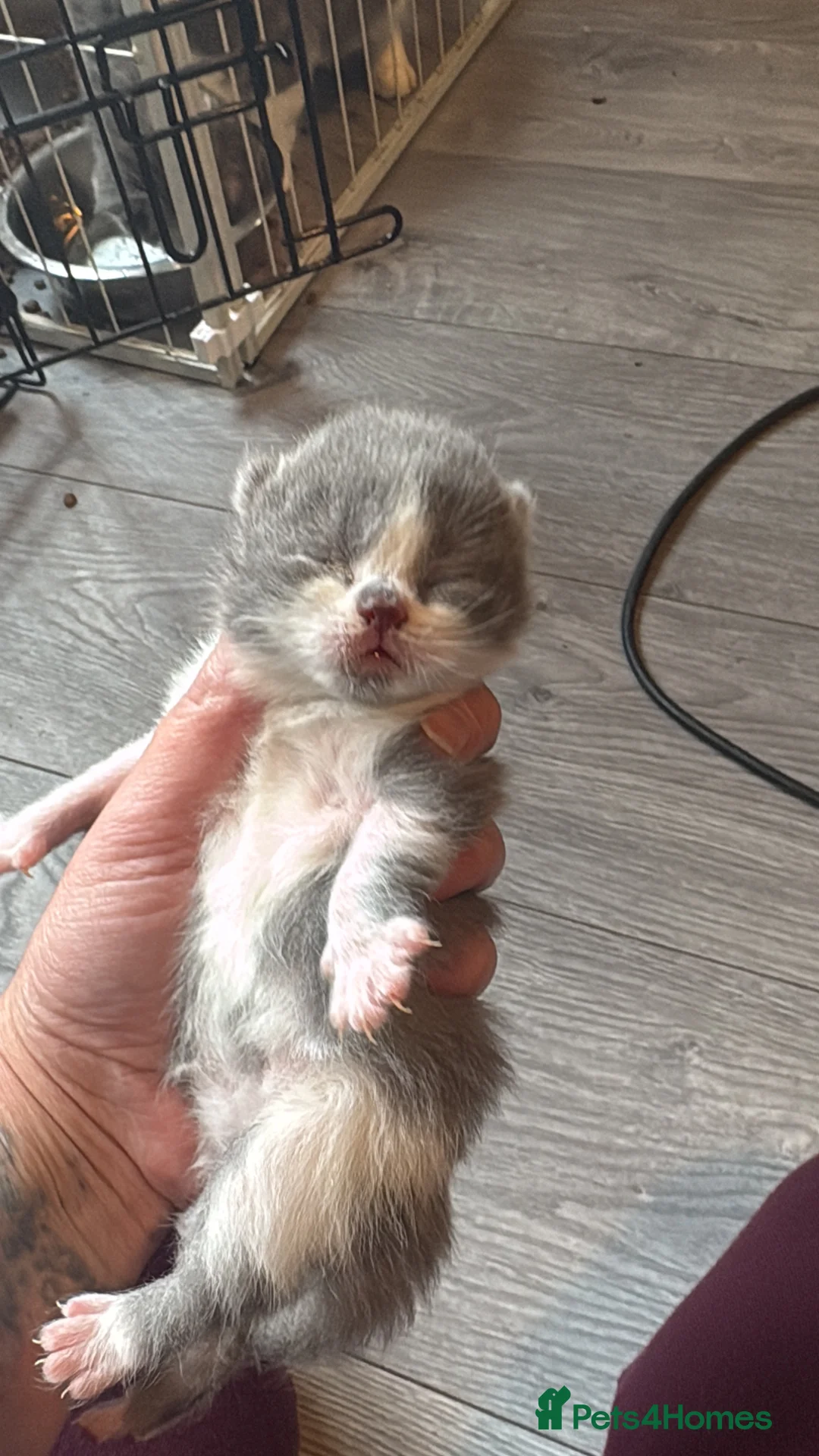 British Shorthair cats for sale: British shorthair kittens - Advert 4