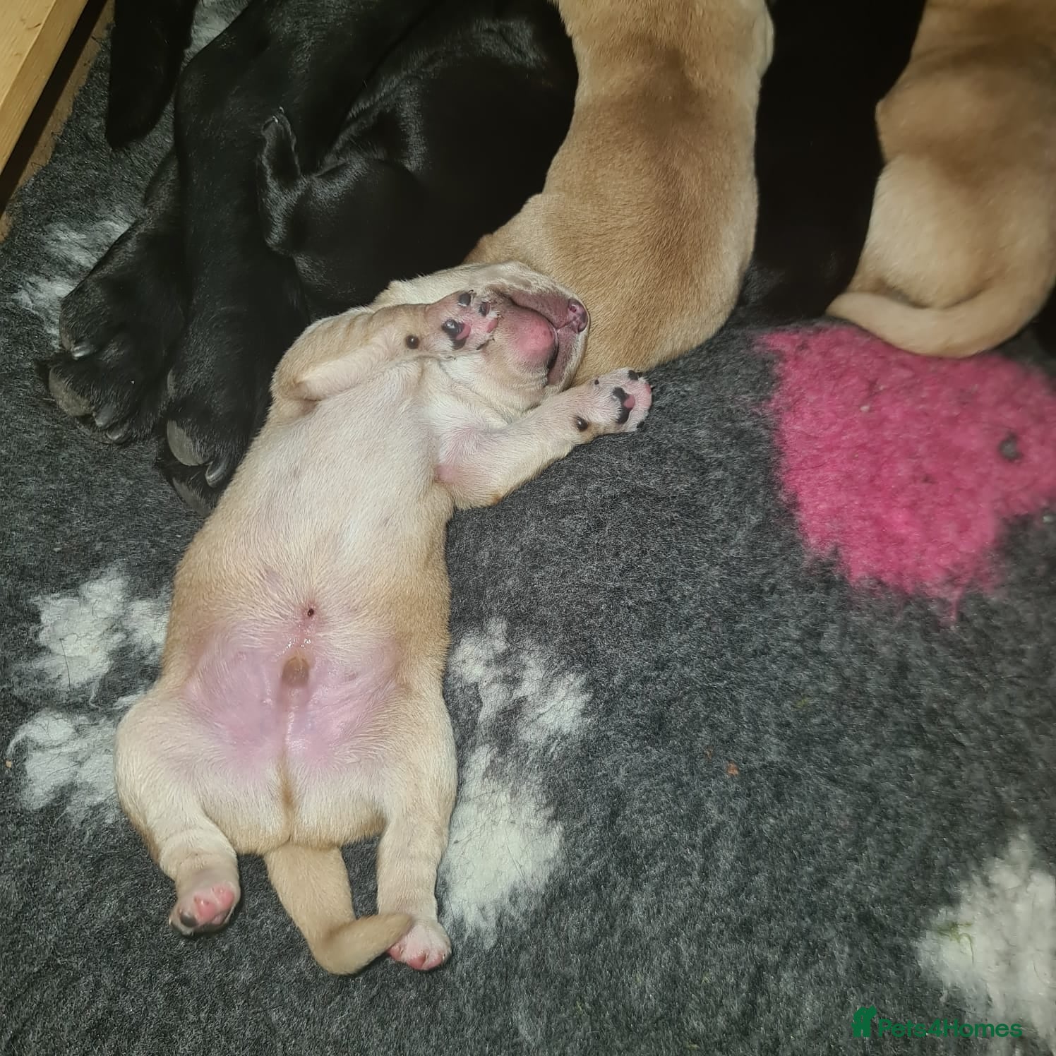 Labrador Retriever dogs Stunning Labrador Puppies!  - Advert 2