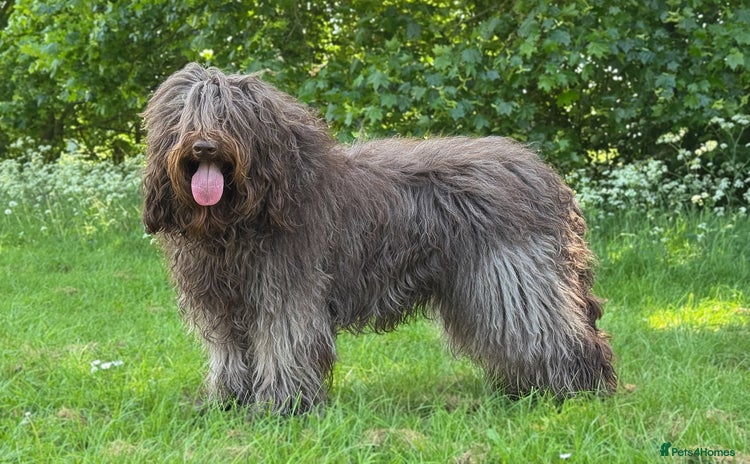 Labradoodle dogs - Advert 1