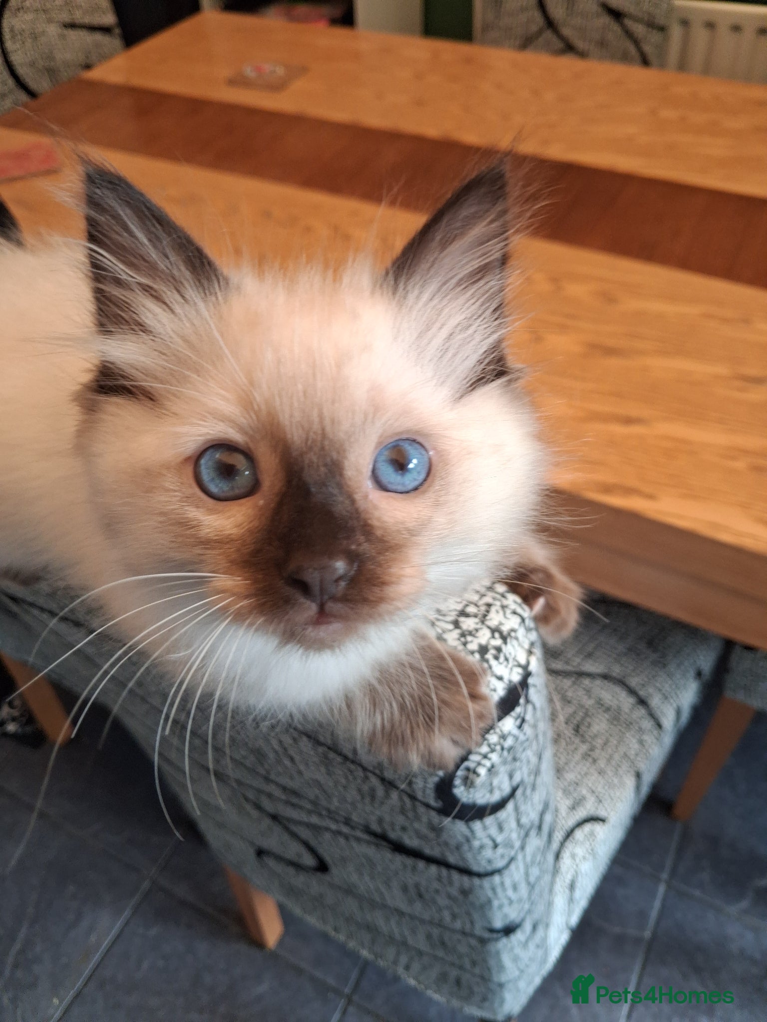 Ragdoll cats Ragdoll kittens ready 11th June after vet check - Advert 13