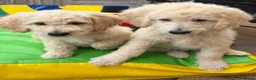 Goldendoodle dogs for sale: 🐾 Goldendoodle Puppies ready for forever homes 🐾 - Advert 5