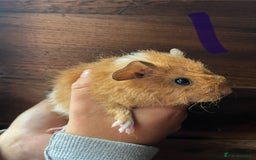 Guinea Pig rodents for sale: Gorgeous baby guinea pigs, various colours/coats  - Image 4