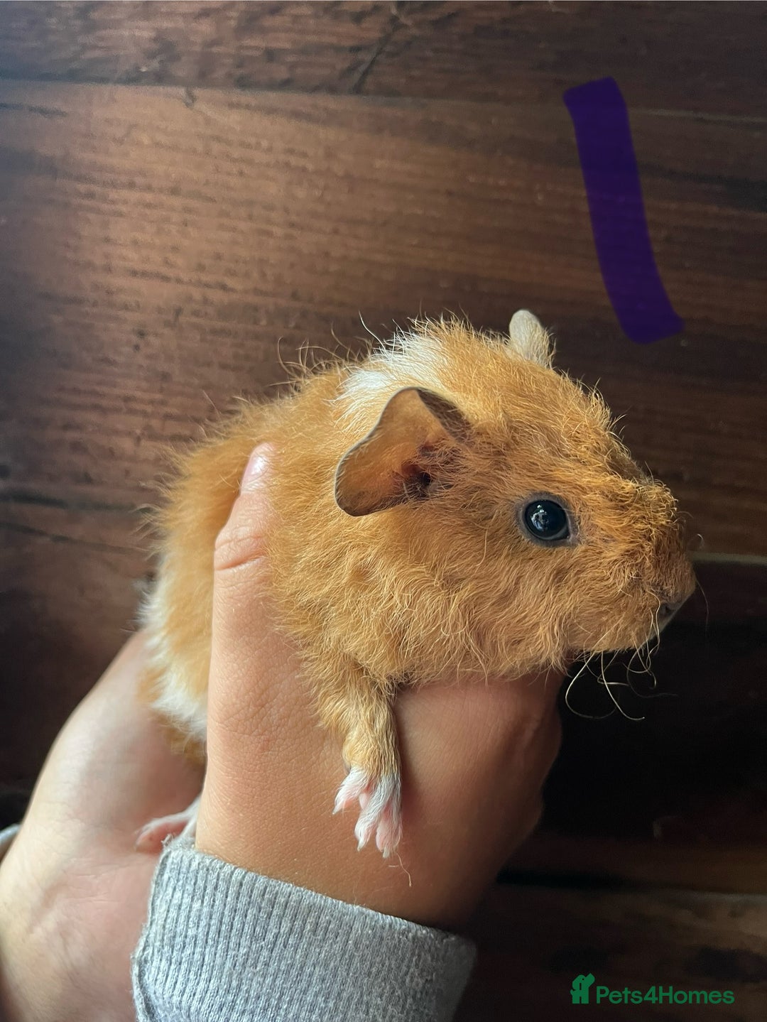 Guinea Pig rodents for sale: Gorgeous baby guinea pigs, various colours/coats  - Image 4