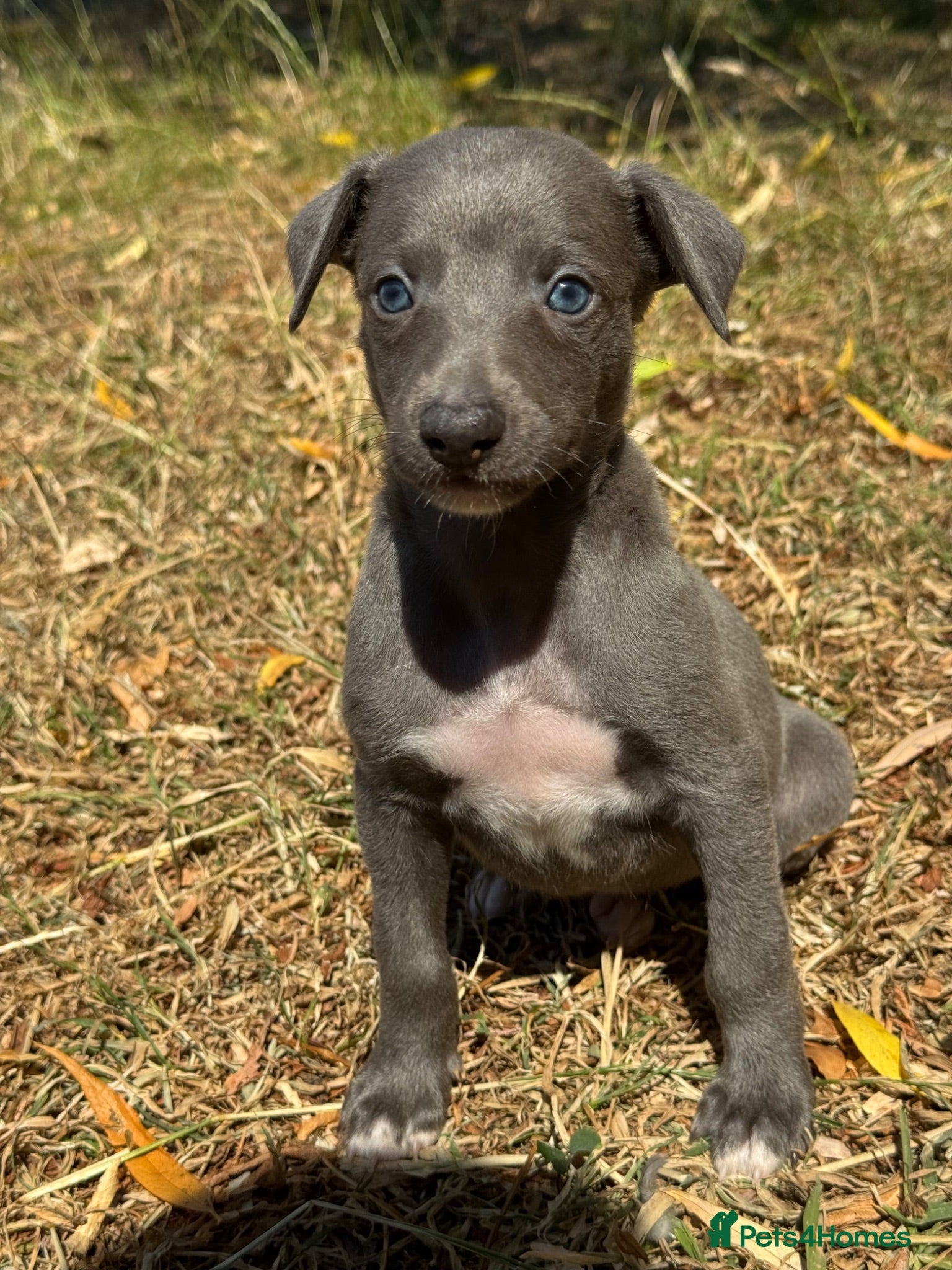 Whippet dogs KC REG BLUE WHIPPETS BVA AND HEART TESTED PARENTS - Advert 1