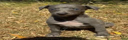Whippet dogs for sale: KC REG BLUE WHIPPETS BVA AND HEART TESTED PARENTS - Advert 1