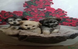 Maltipoo dogs for sale: Stunning  TINY phantom Maltipoos ready now  - Image 1