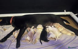Labrador Retriever dogs for sale: Top Pedigree Labrador retriever puppies - Image 1