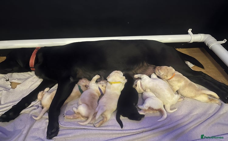 Labrador Retriever dogs - Advert 3