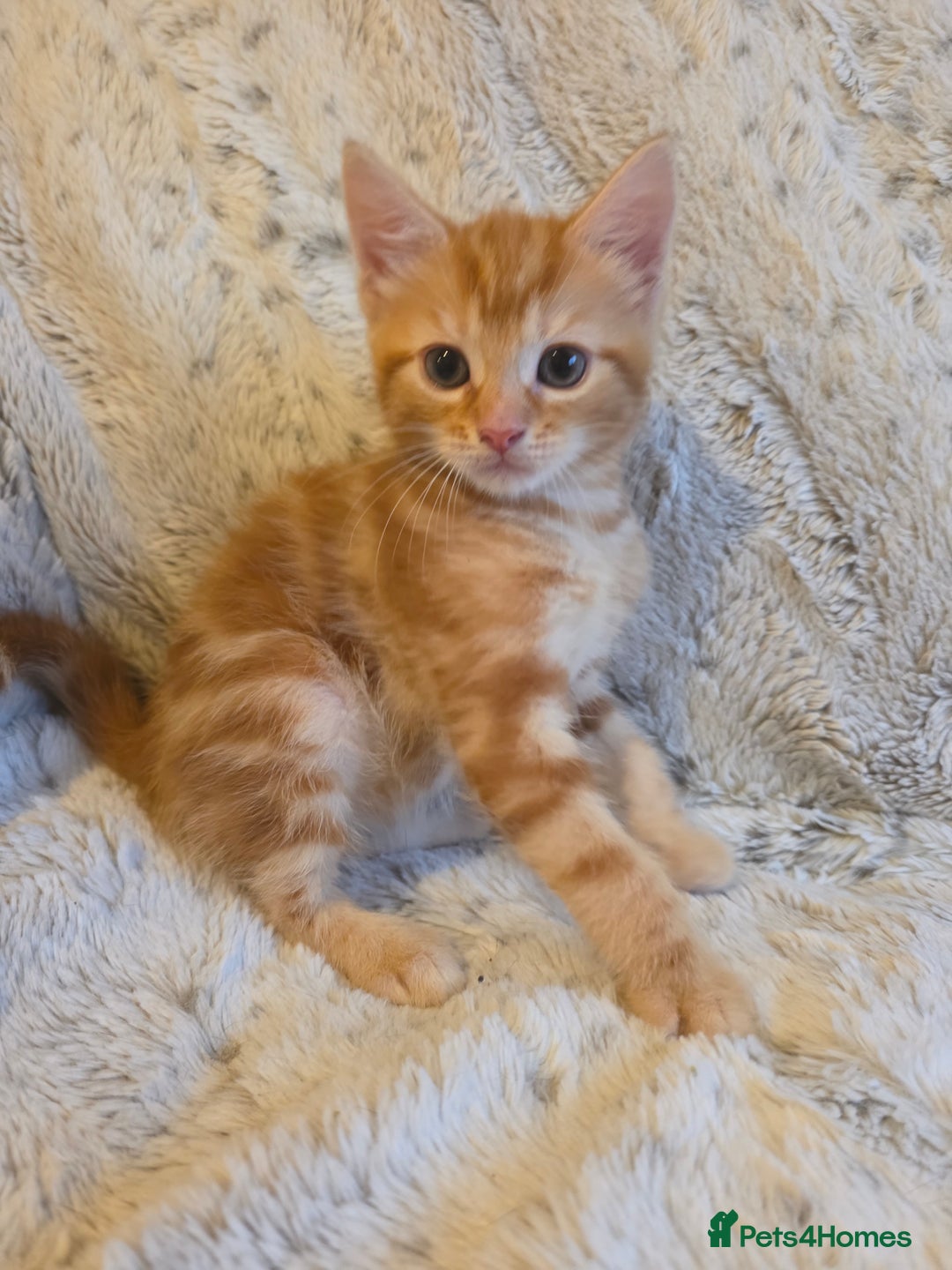 Mixed Breed cats for sale: 2 Male Stripy Kitten's - Advert 2
