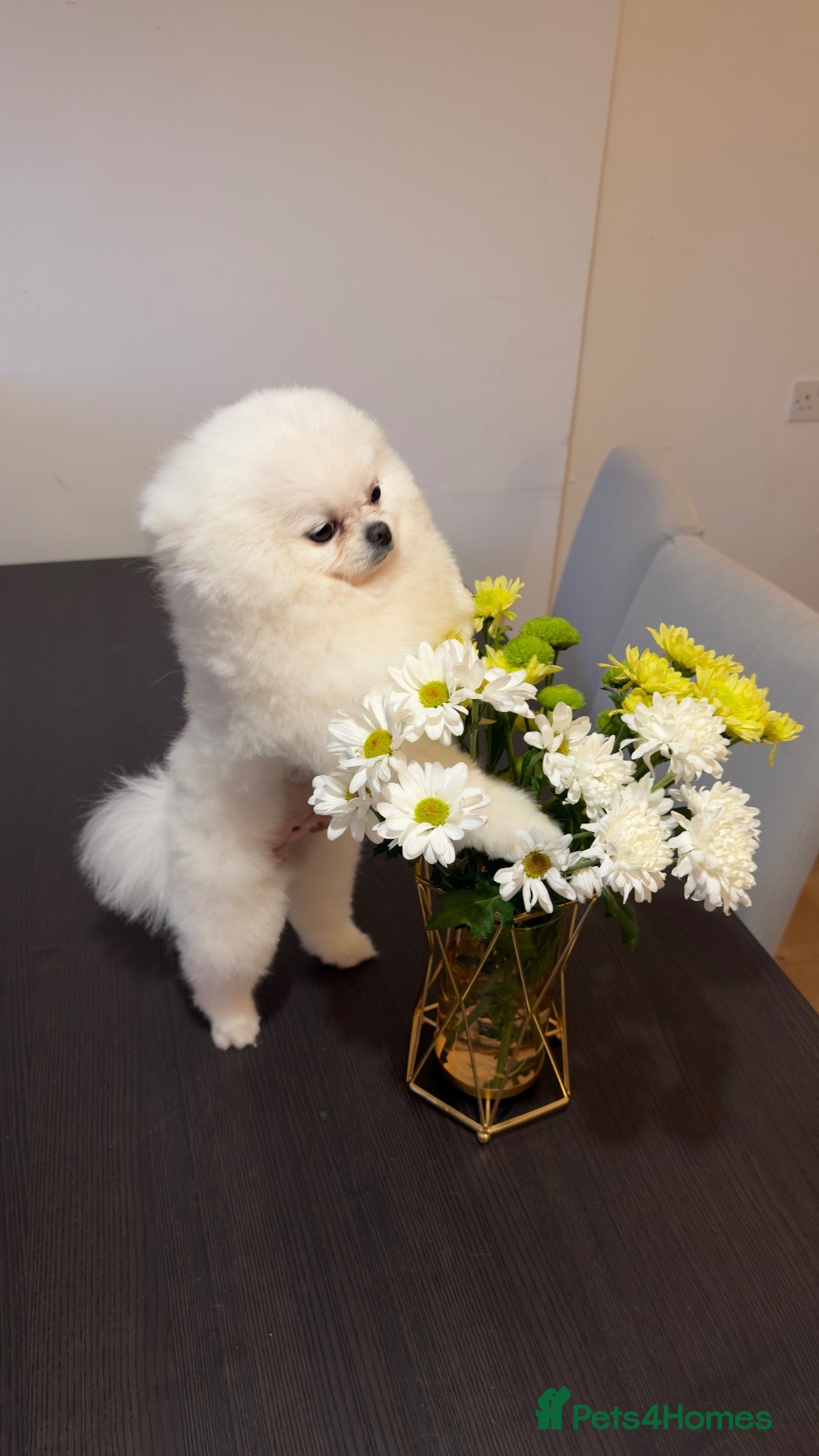 Pomeranian dogs for stud: Small white Pomeranian ( stud)  - Advert 8