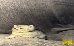 British Shorthair cats for sale: TICA Chunky Golden/Blue Golden BritishSH kittens  - Image 19