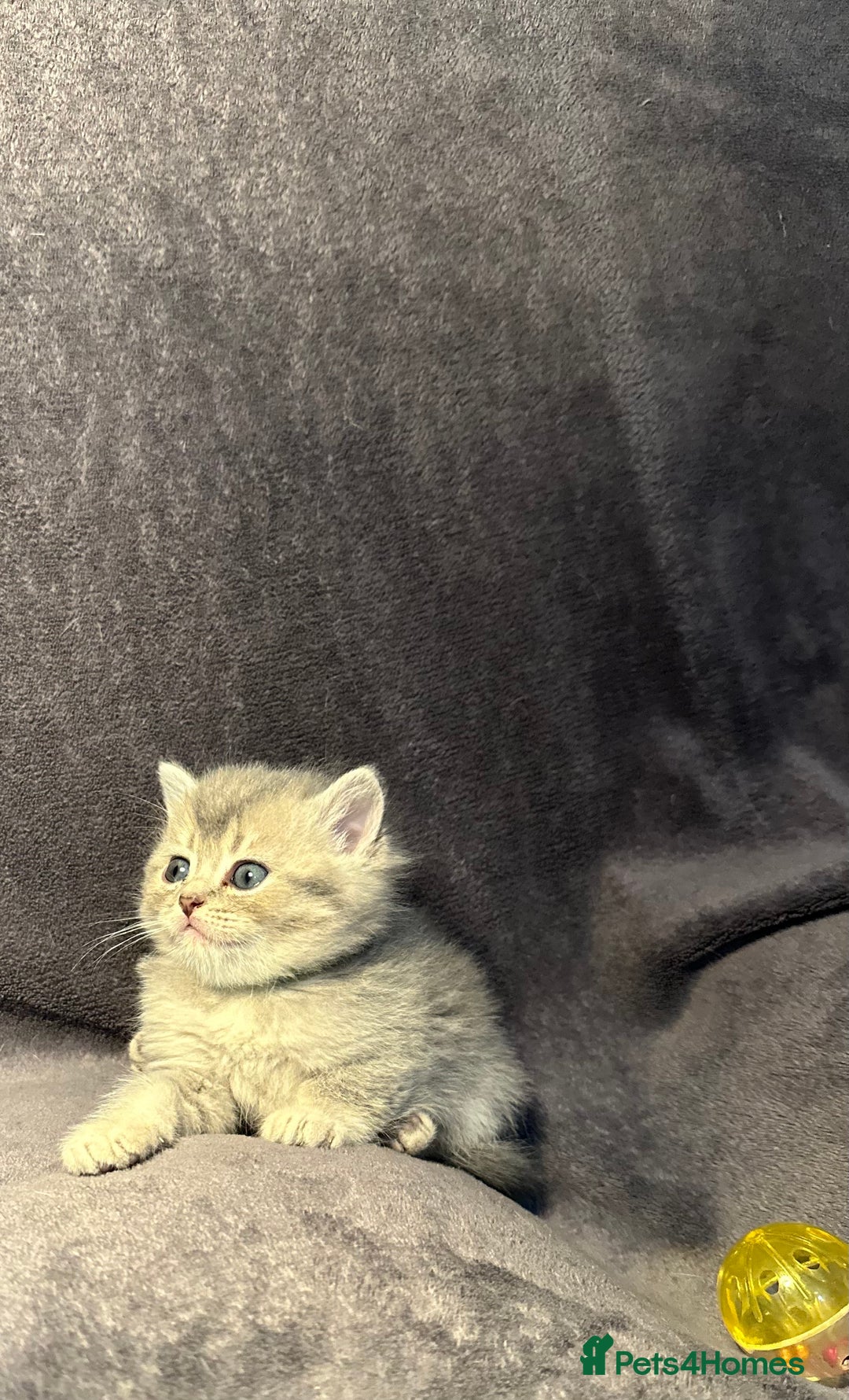British Shorthair cats for sale: TICA Chunky Golden/Blue Golden BritishSH kittens  - Image 19