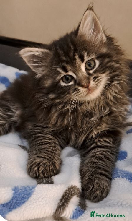 Mixed Breed cats Maine Coon cross Norwegian kittens - Advert 17