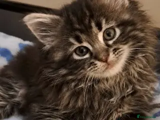 Mixed Breed cats Maine Coon cross Norwegian kittens - Advert 2