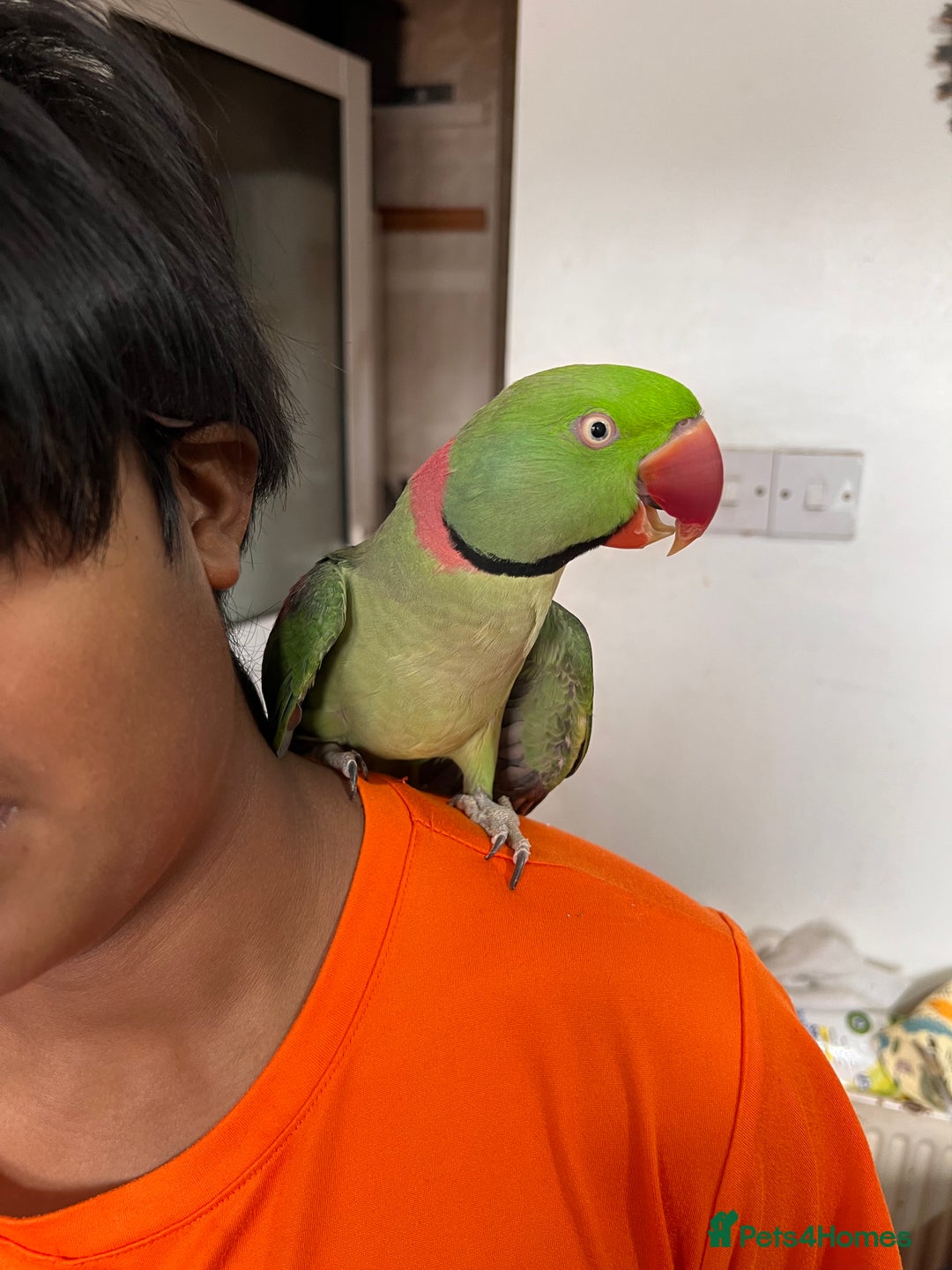 Parrots birds for sale: Alexandrine male - Image 7