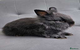 Lionhead rabbits for sale: Beautiful double maned bunnies ready to reserve - Image 6