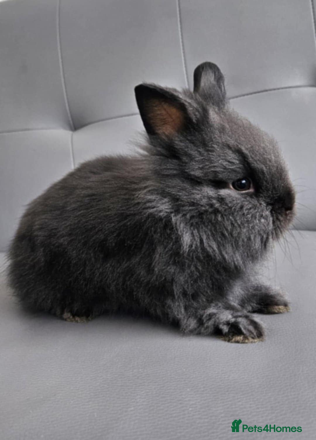 Lionhead rabbits for sale: Beautiful double maned bunnies ready to reserve - Image 6